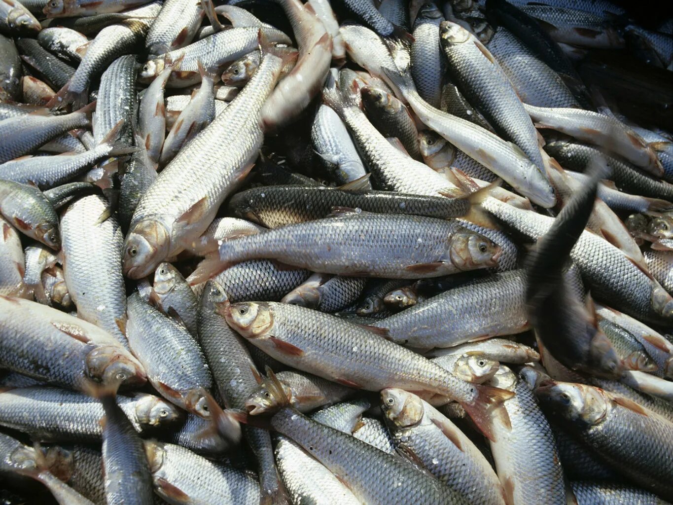 рыбалка на тунца. лобань азовская. рыба в сочи. рыбы тайланда. рыба байкала омуль.