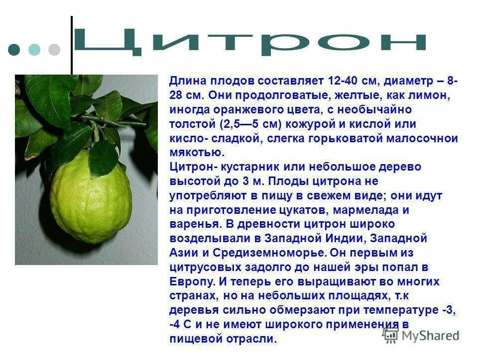 Лимон это овощ или ягода. Лимон это фрукт или. Лимон это фрукт или овощ или ягода. Лимон это фрукт или овощ. Лимон это овощ.