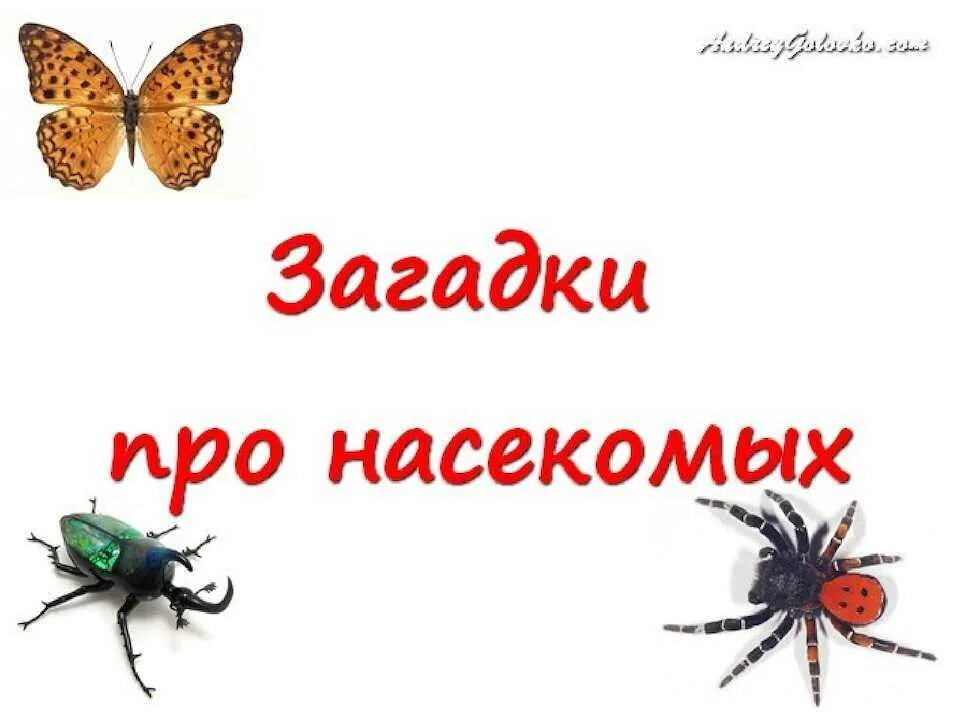 Аудиосказка про насекомых. Загадки про насекомых. детские загадки про насекомых. загадки про насекомых для дошкольников. загадки про насекомых для детей 3 года.