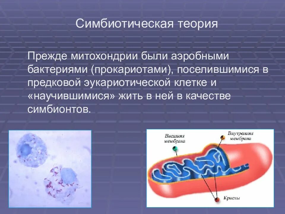 Симбиотическая теория митохондрии. Эукариоты прокариоты митохондрии бактерии. Биологическое окисление в митохондриях.