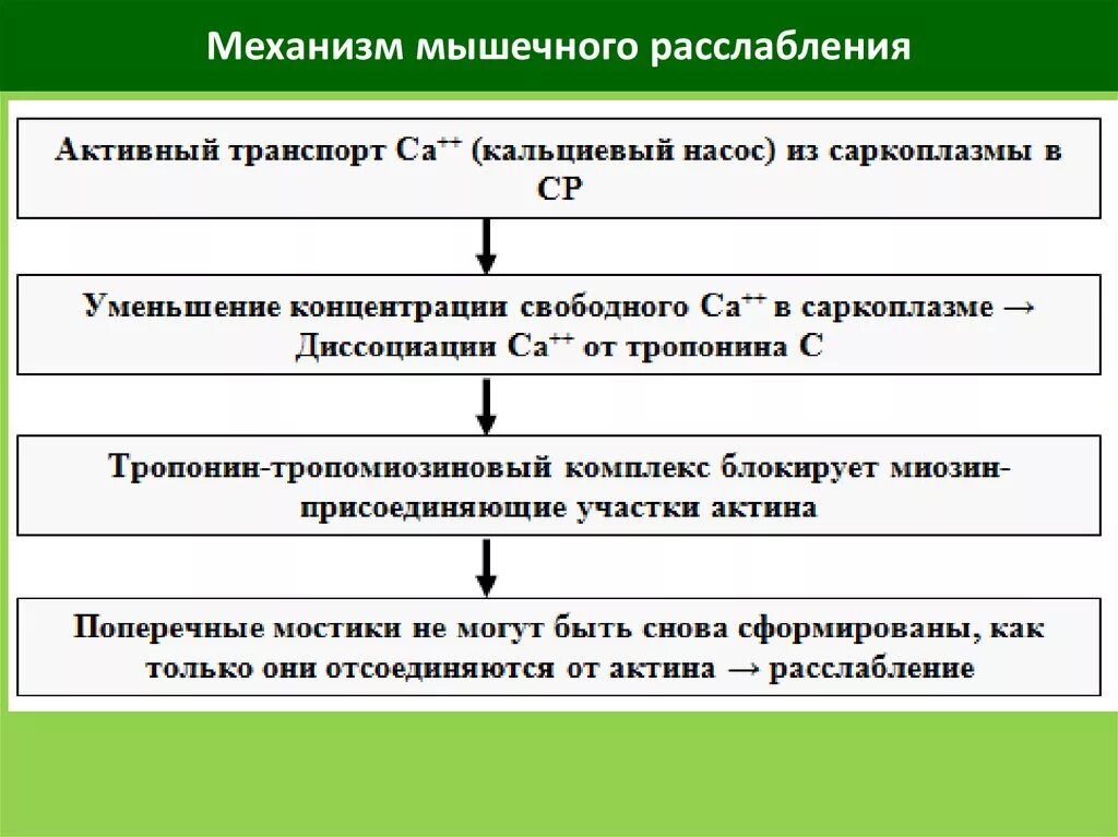 Охарактеризуйте начальный этап. Механизм мышечного сокращения и расслабления физиология. Механизм сокращения и расслабления скелетных мышц. Механизм сокращения и расслабления скелетной мышцы физиология. Этап сокращения и расслабления мышечного волокна.