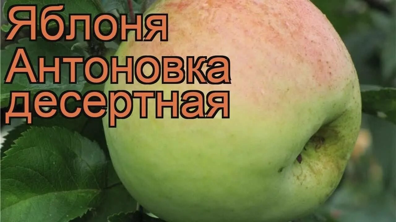 Сорт яблони Антоновка. Яблоня сорт Антоновка обыкновенная. Антоновка сорт десертная. Сорт яблони Антоновка десертная.