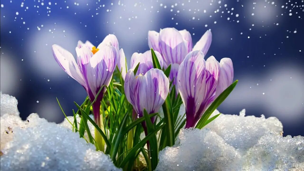 Пусть с весной придет. Весенние цветы. Первые весенние цветы. Цветы в снегу.