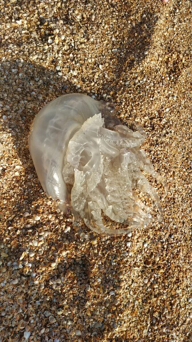 Медузы в анапе 2022. Медузы в анапе сейчас. Витязево медузы. Медузы в анапе 2022. Медузы в анапе май 2024.