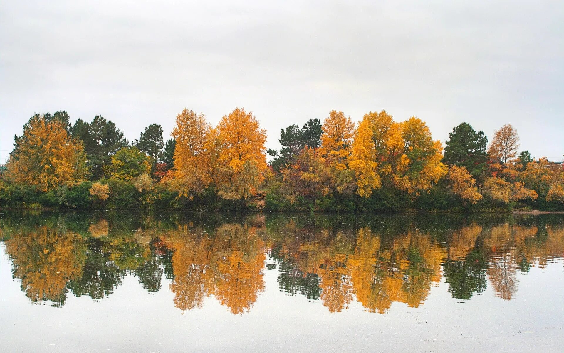 Осень 2013 год. Фото оранжевый лес на берегу реки. Обои осень.