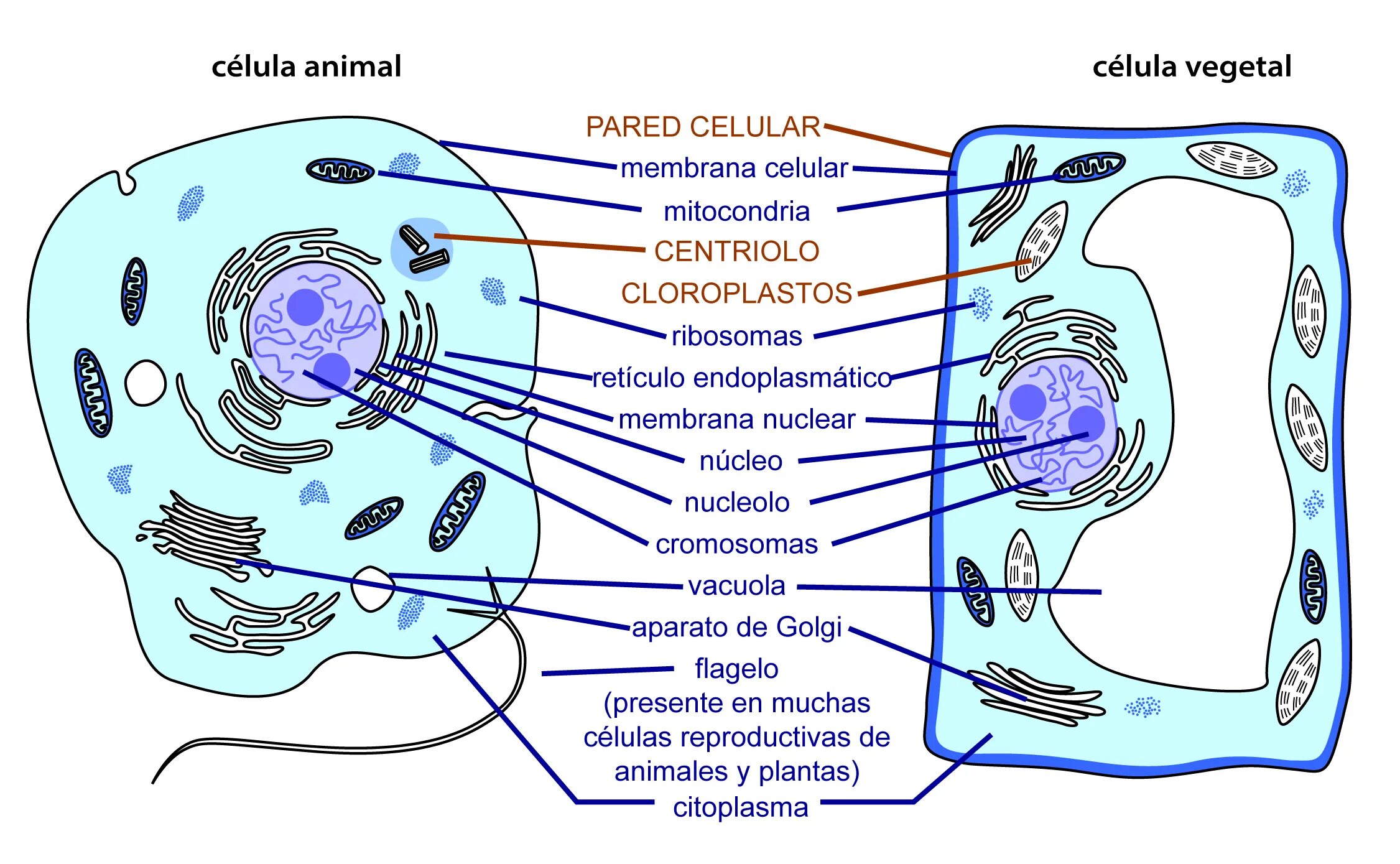 Растительная живая клетка рисунок. Биология строение животной и растительной клетки. Схема клетки растения и животного. Схема растительной и животной клетки. Схема строения животной и растительной клетки.