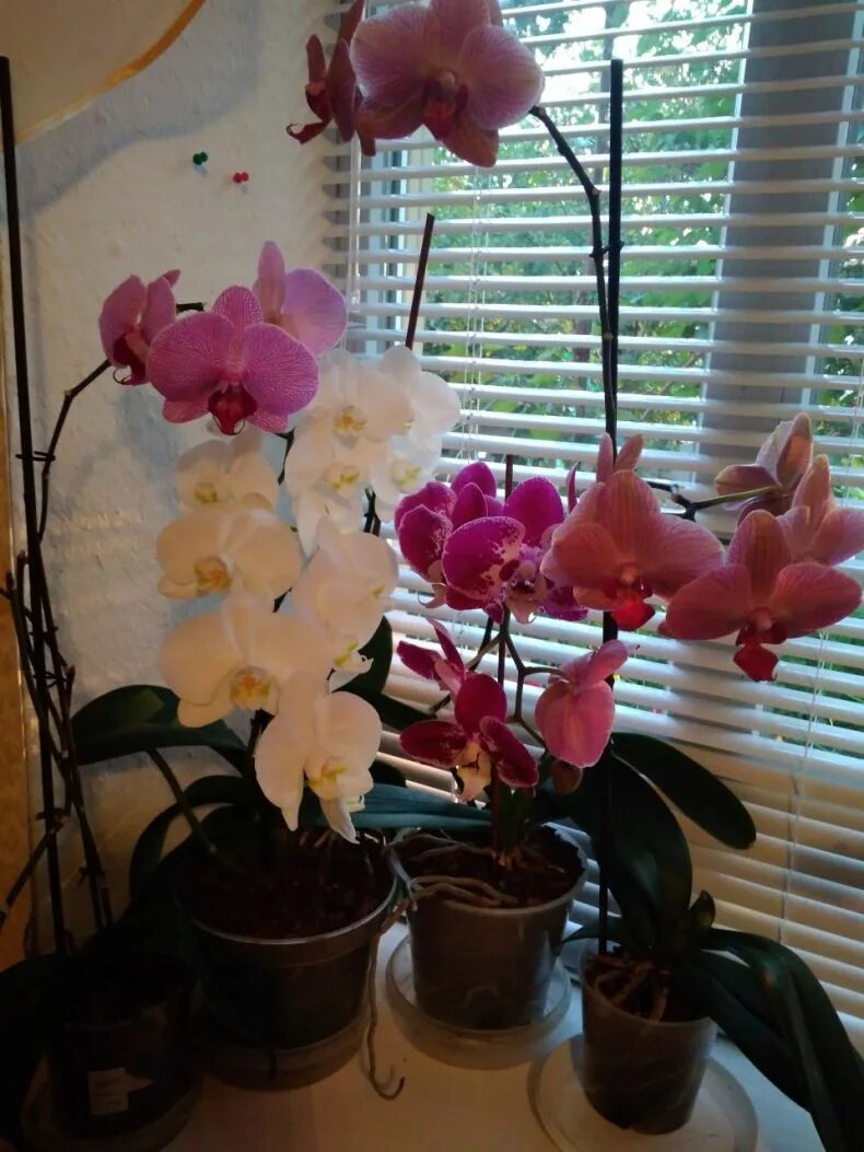 Комнатный цветок фаленопсис. Орхидеи домашние в горшках. Орхидеи на подоконнике.