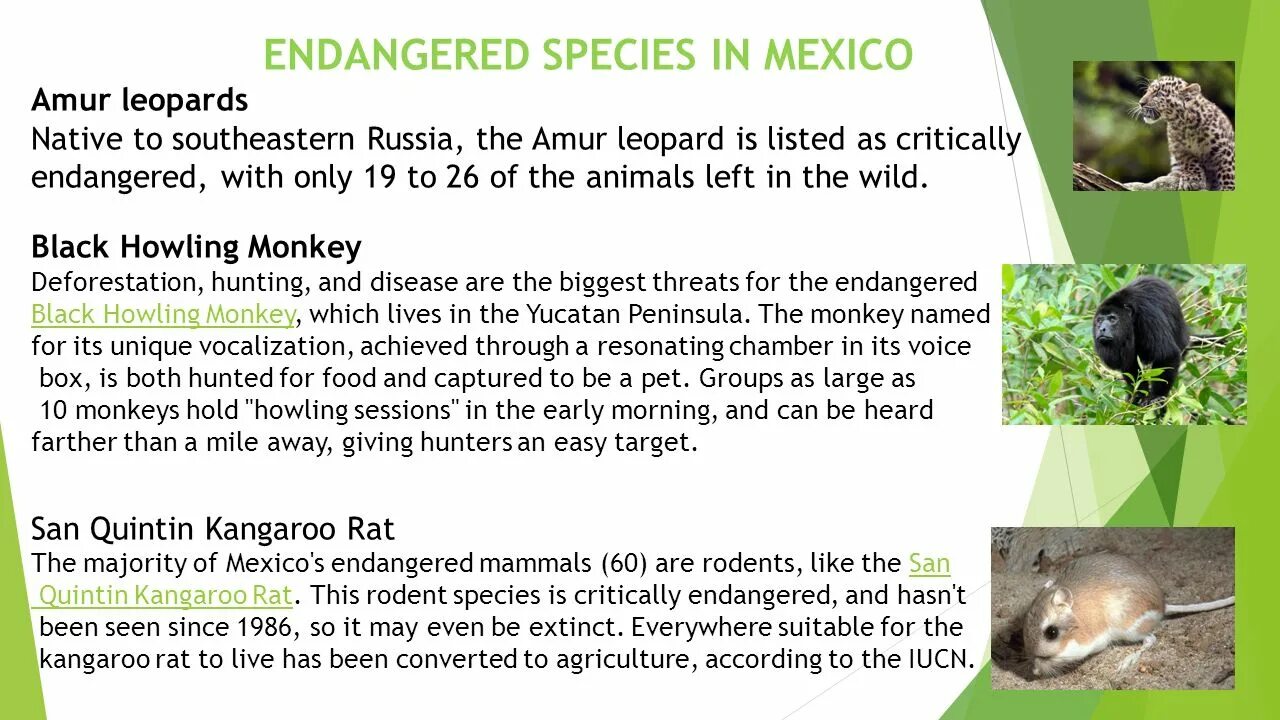 Release reduce adopt reusable endangered species. Проект endangered species of animals английский. Endangered species in Russia. Сообщение "endangered species of animals". Critically endangered виды.