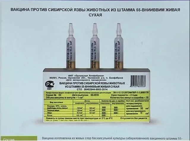 Грипп столбняк для лошадей. Вакцина против сибирской язвы 55-ВНИИВВ. Вакцина против сибирской язвы животных из штамма 55-ВНИИВВИМ. Вакцина против сибирской язвы КРС 55. Вакцина Живая сухая штамма 55-ВНИИВВИМ.