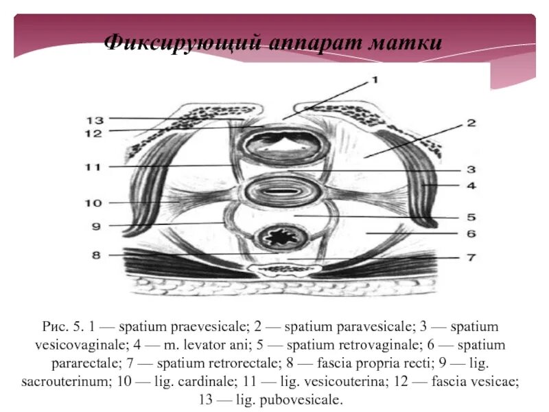 Связка подвешивающая яичник. Фиксирующий аппарат матки анатомия. Связочный аппарат матки схема. Фиксирующие связки матки. Фиксирующий аппарат матки схема.