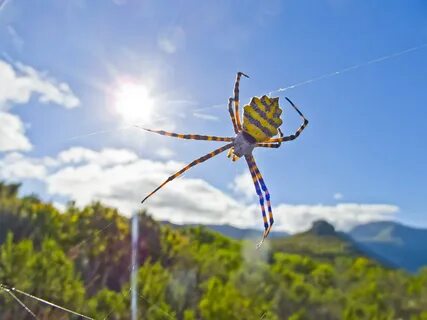 Down spiders