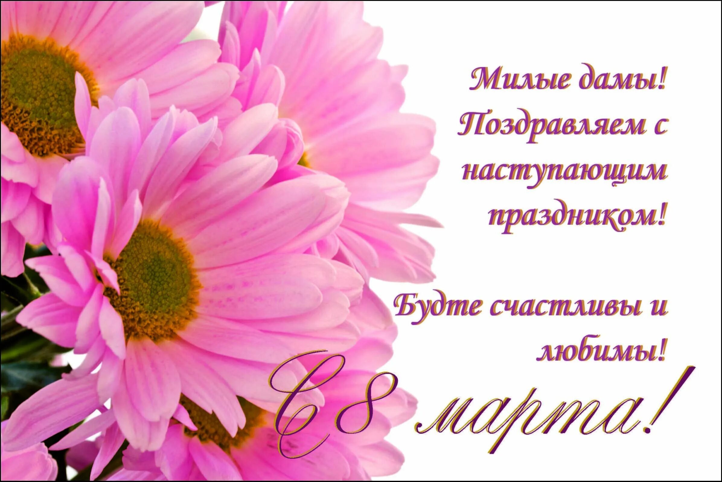 Открытки с наступающим женским праздником. Фон цветы. Открытка цветы. Розовая Хризантема на белом фоне.