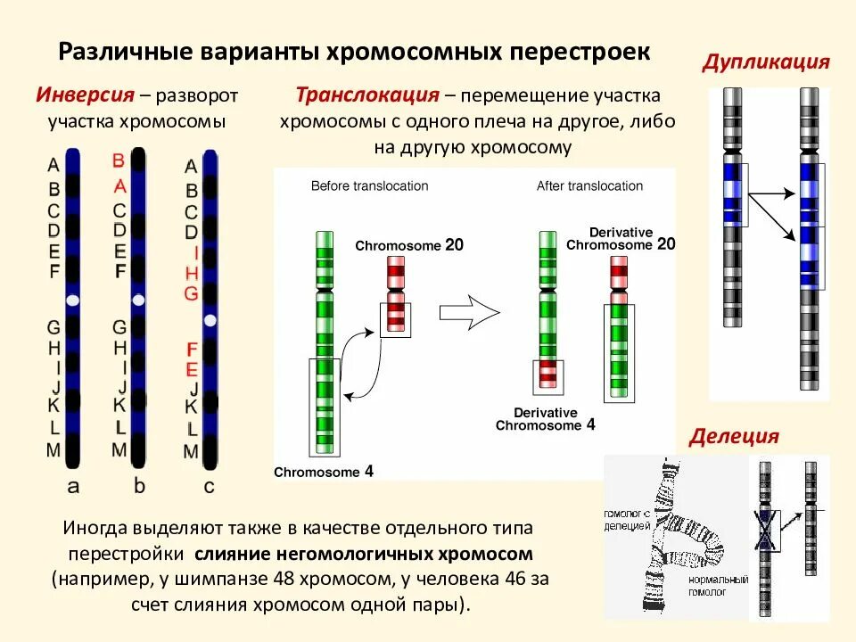 Делеция дупликация инверсия транслокация. Инсерция хромосомная перестройка. Транслокация участка хромосомы. Схема транслокации хромосом. Изменения первой хромосомы