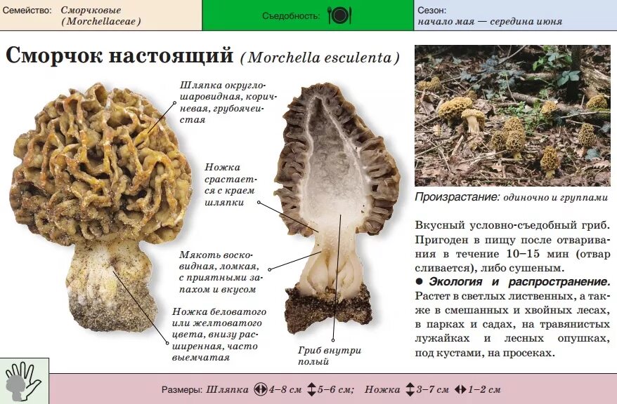 Грибы сморчки фото и описание
