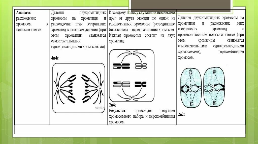 Фазы митоза схема. Митоз и мейоз стадии деления. Фазы деления мейоза ЕГЭ. Деление клетки митоз ЕГЭ. Гаплоидная клетка с двухроматидными хромосомами