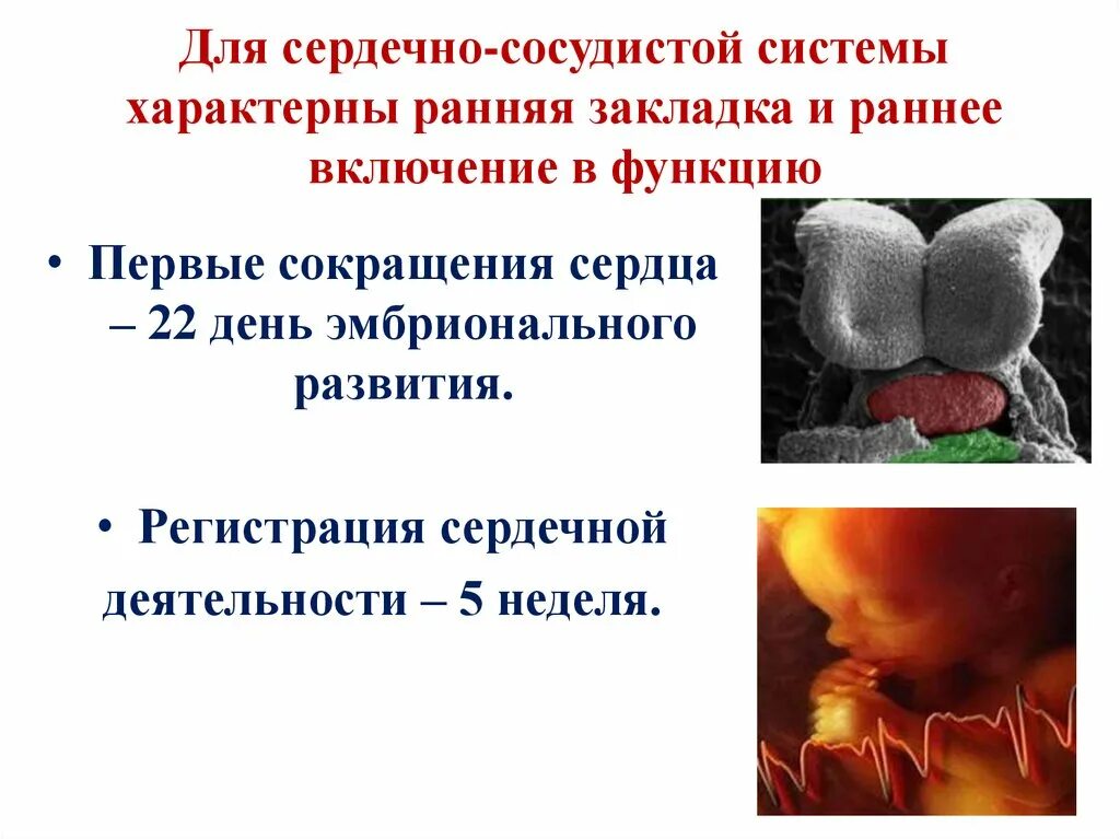 Развитие сердечно сосудистой системы. Развитие сердечно сосудистой системы у плода. эмбриогенез сердечно-сосудистой системы. этапы развития сердечно сосудистой системы у детей.