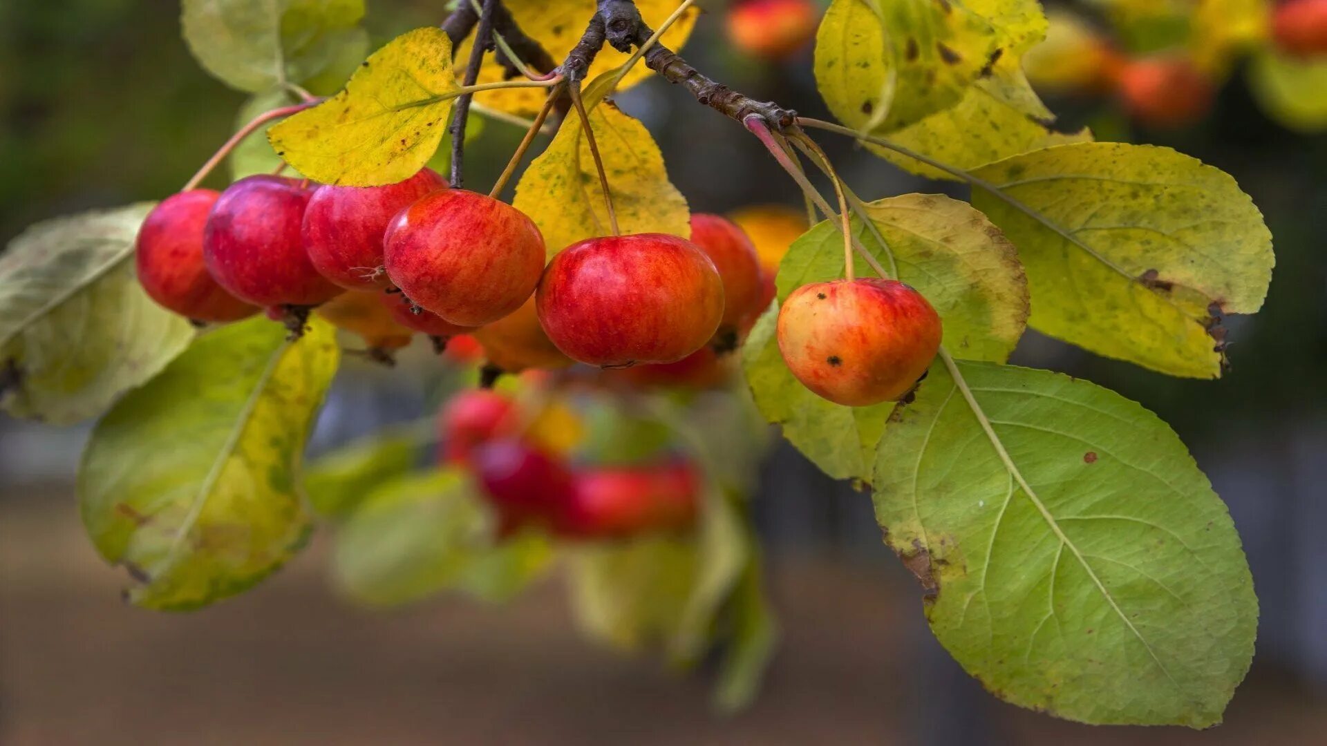 Яблоня Лесная (дичок). Яблоня дичка. Яблоня Лесная Malus Sylvestris. Дикорастущая яблоня дичка.