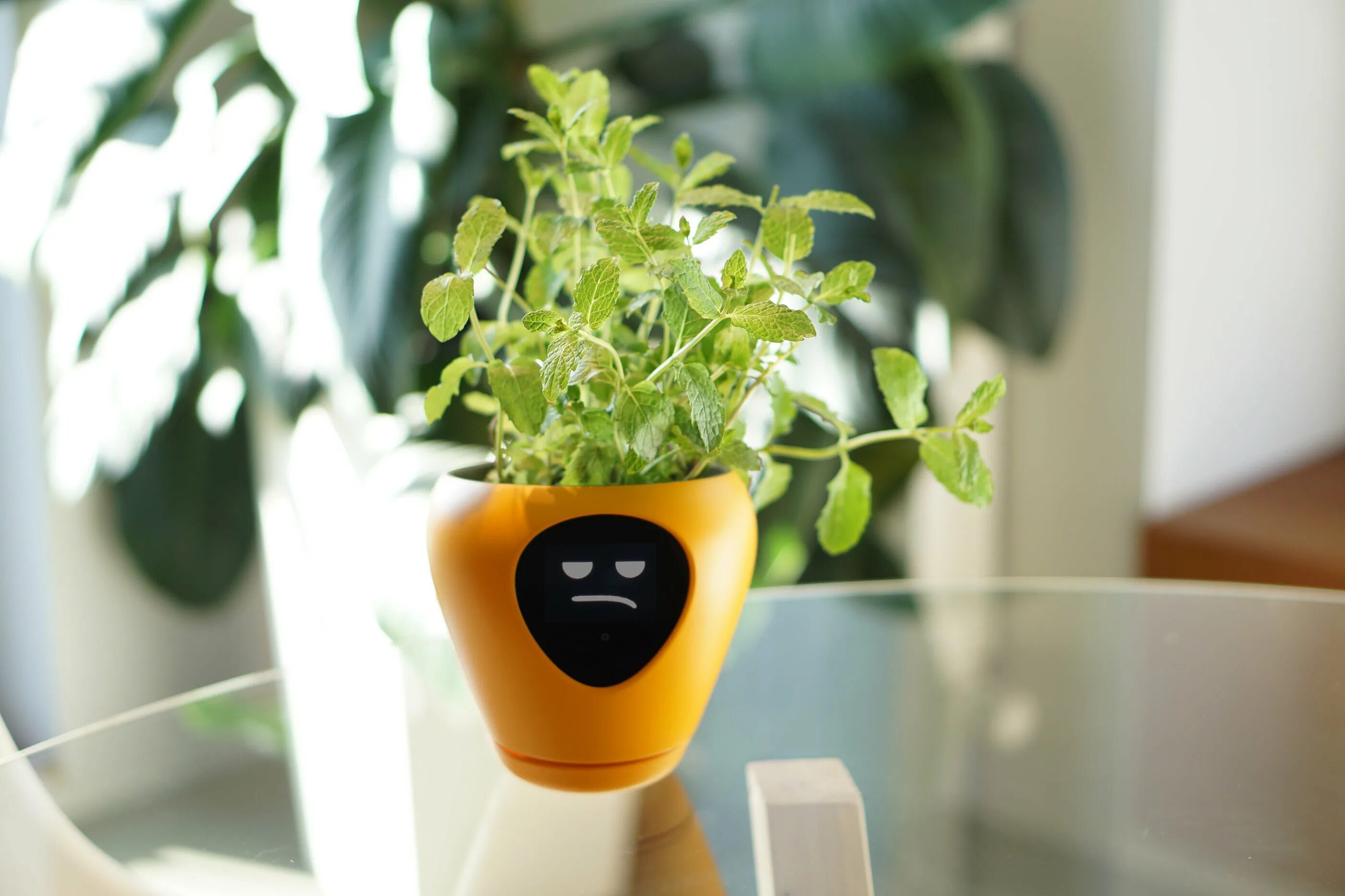 Smart plant. Умный горшок Луа для цветов. Умный горшок lua. Умный горшок для цветов lua. Lua горшок.