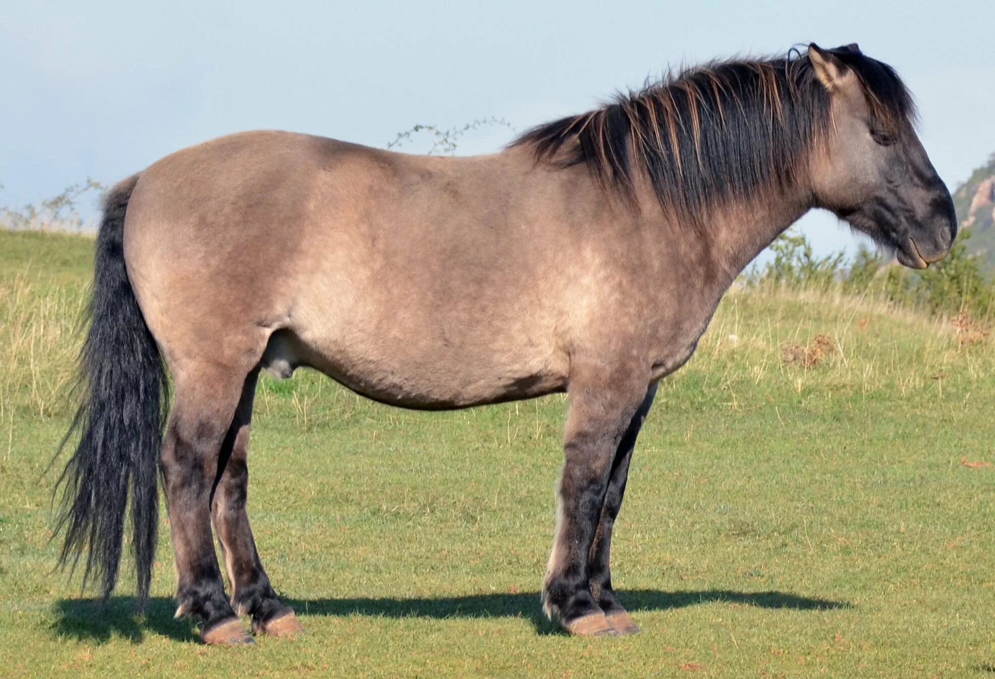 Дикая лошадь Тарпан. Порода лошадей Тарпан. Конник польский порода лошадей. Лошадь породы Коник польский. Тарпан лошадь