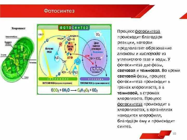 Сущность синтеза. Синтез в хлоропластах. Процесс фотосинтеза в хлоропластах. Процессы в строме хлоропласта. Строма хлоропласта процесс.