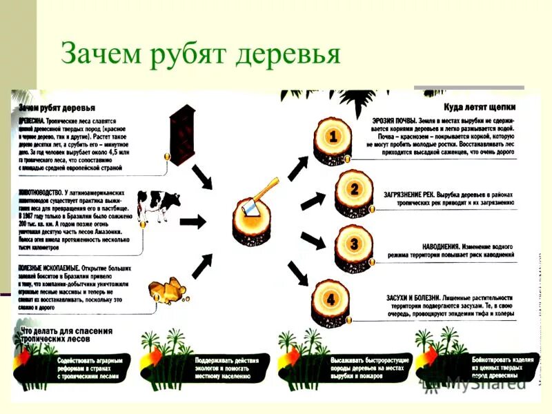 Зачем рубят деревья. Почему рубят лес. Почему дерево нельзя гуьитьи. Зачем нельзя рубить леса.