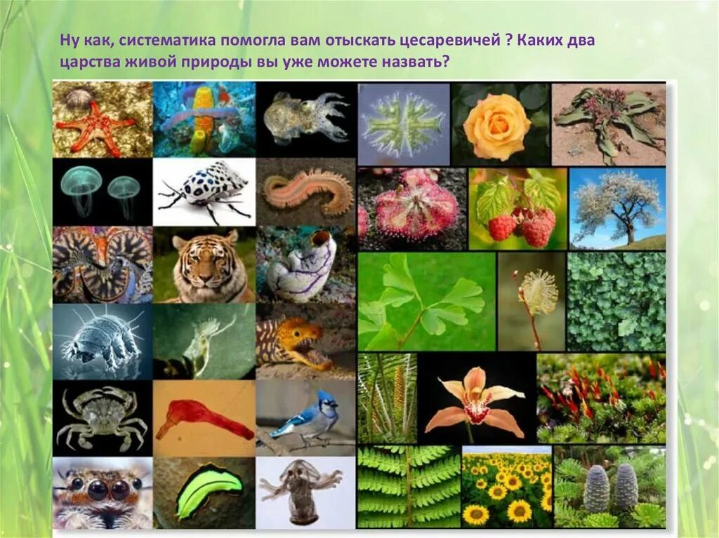 Живые существа. Живые организмы. Разнообразие живых существ. Многообразие видов живых организмов.