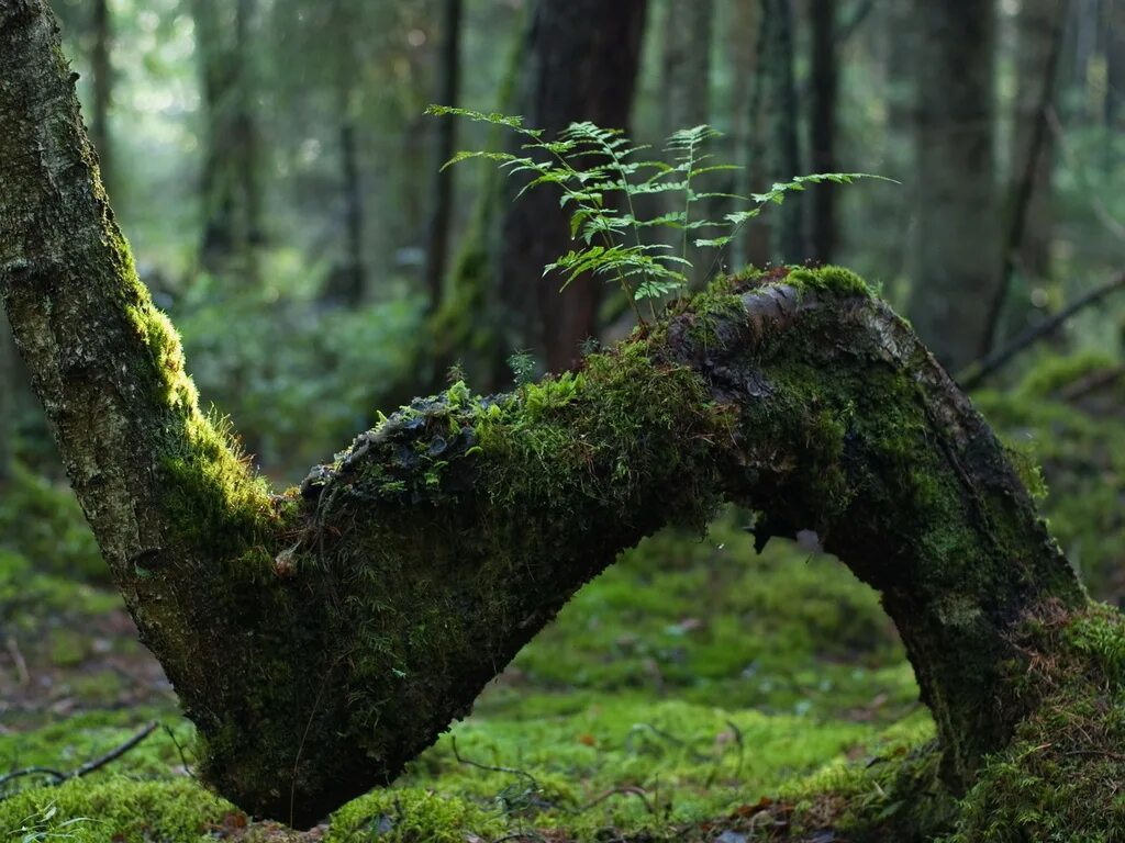 Ферн-форест. Джунгливский мох. Мховый лес малайзия. Густой лес. Чаща род.