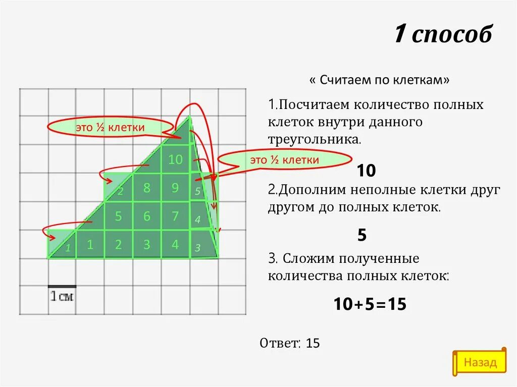 Сколько клеток входит