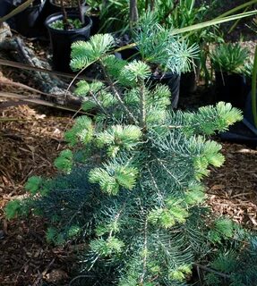 Abies concolor fagerhult