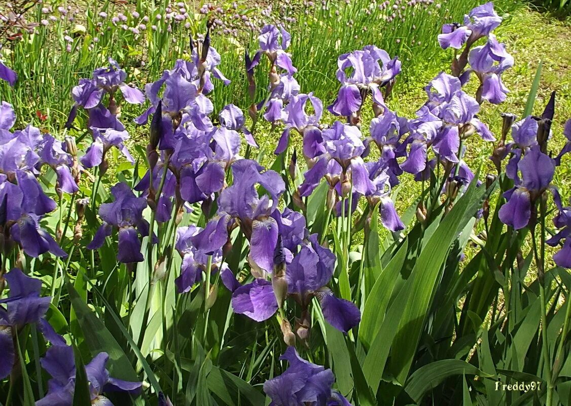 каталог ирисов 2023