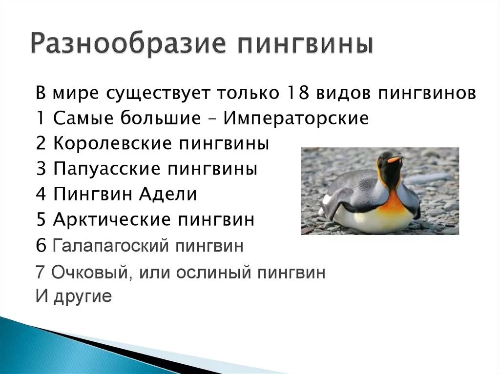 Отряд Пингвинообразные строение. Разнообразие пингвинов. Особенности строения пингвинов. Характеристика пингвинов. Значение пингвинов в природе