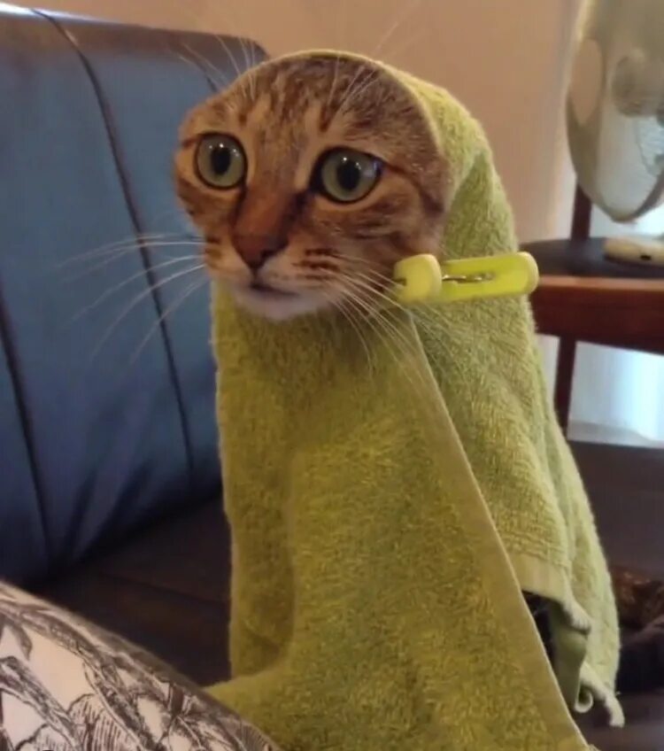 Кот в полотенце. Кот завернутый в полотенце. Смешной котик в полотенце. Кот с полотенцем на голове.
