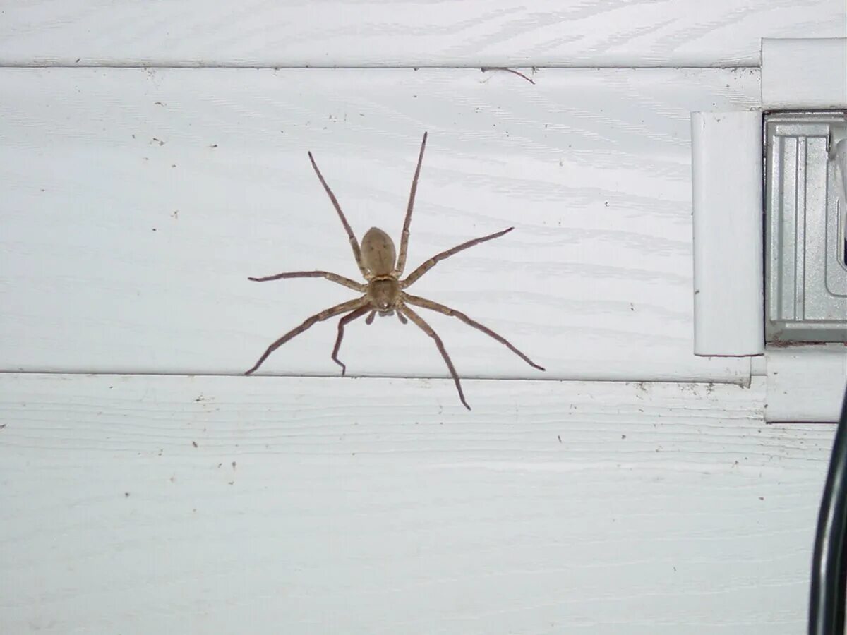 Пауки в доме. Пауки Алтайского края. Большой паук в квартире. Светлый паук.