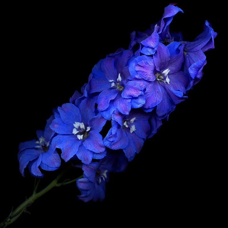 цветы макро новый учебный год. цвет индиго блу. индиго цветок. цветы цвета индиго. индига фловер.