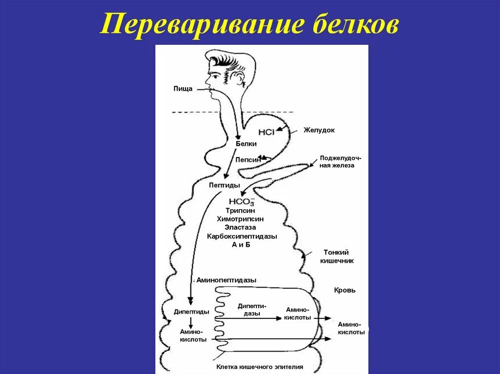 Переваривание белков в желудочно-кишечном тракте схема. Схема процесса переваривания белков в ЖКТ.. Переваривание белков биохимия схема. Всасывание белков схема.