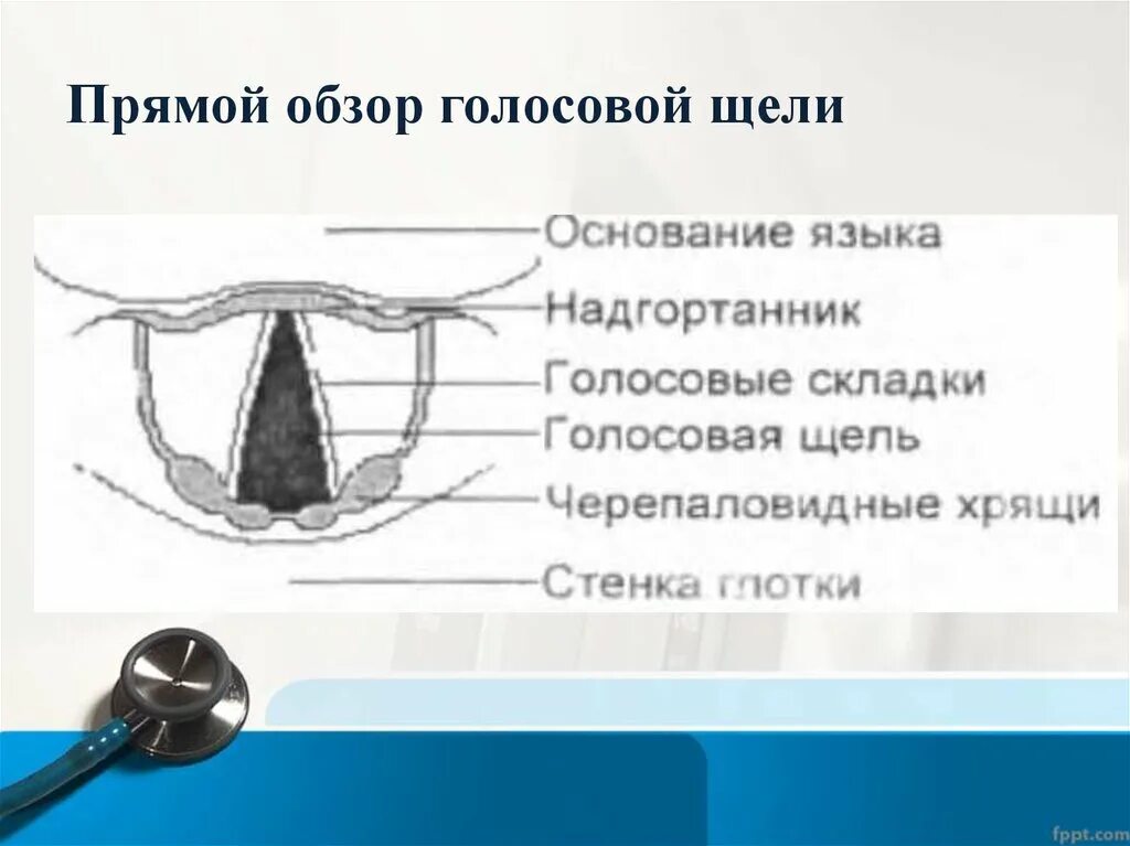 Задний отдел голосовой щели. Голосовая щель анатомия. Строение голосовой щели. Особенности строения голосовой щели.