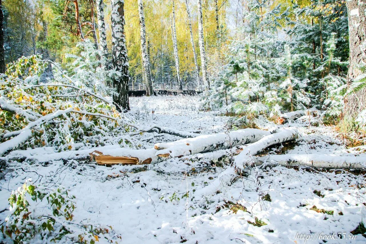 Первый снег герои. Первый снег. Поляна первый снег. Снежная осень фото. Вяземский первый снег.