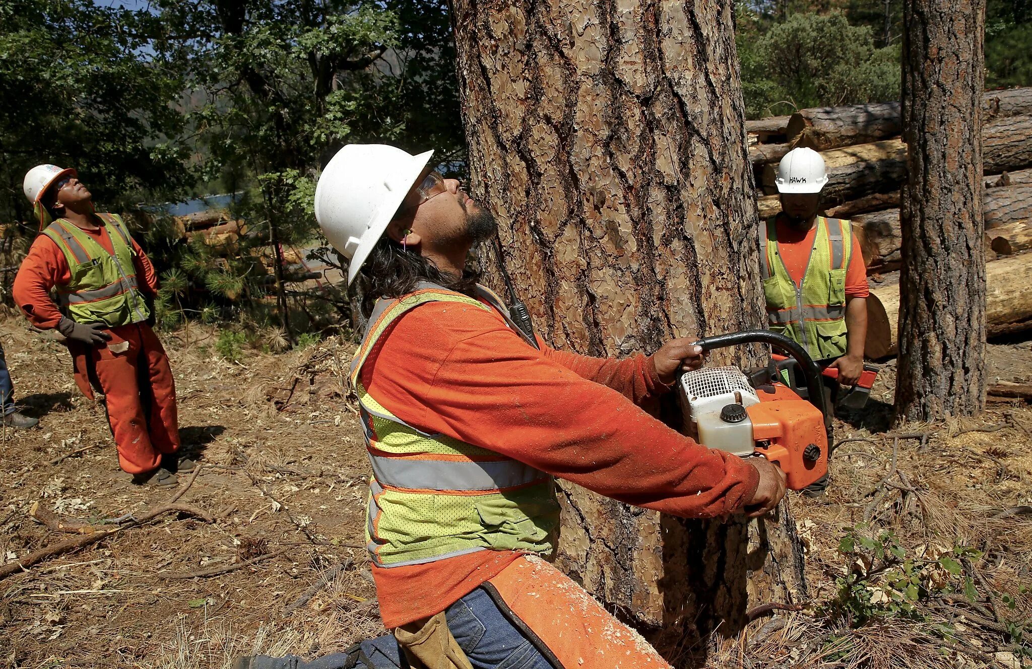 Cut down forest. Расчистка участка. Вырубка деревьев в горах. Спил деревьев арбористика. Мадагаскар деревья вырубка деревьев.