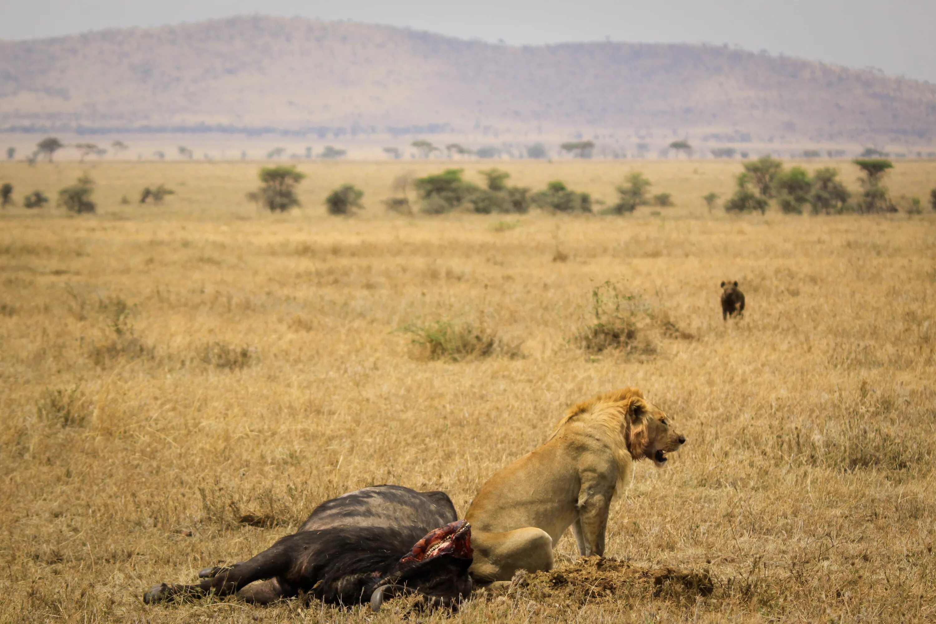 Серенгети львы охота. Шакалы парк Серенгети. Африка сафари львы. Охота Львов в дикой природе Африки.