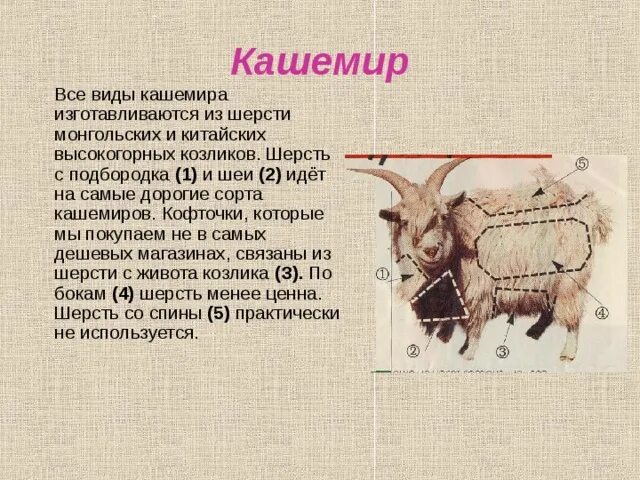 Что означает шерстяной