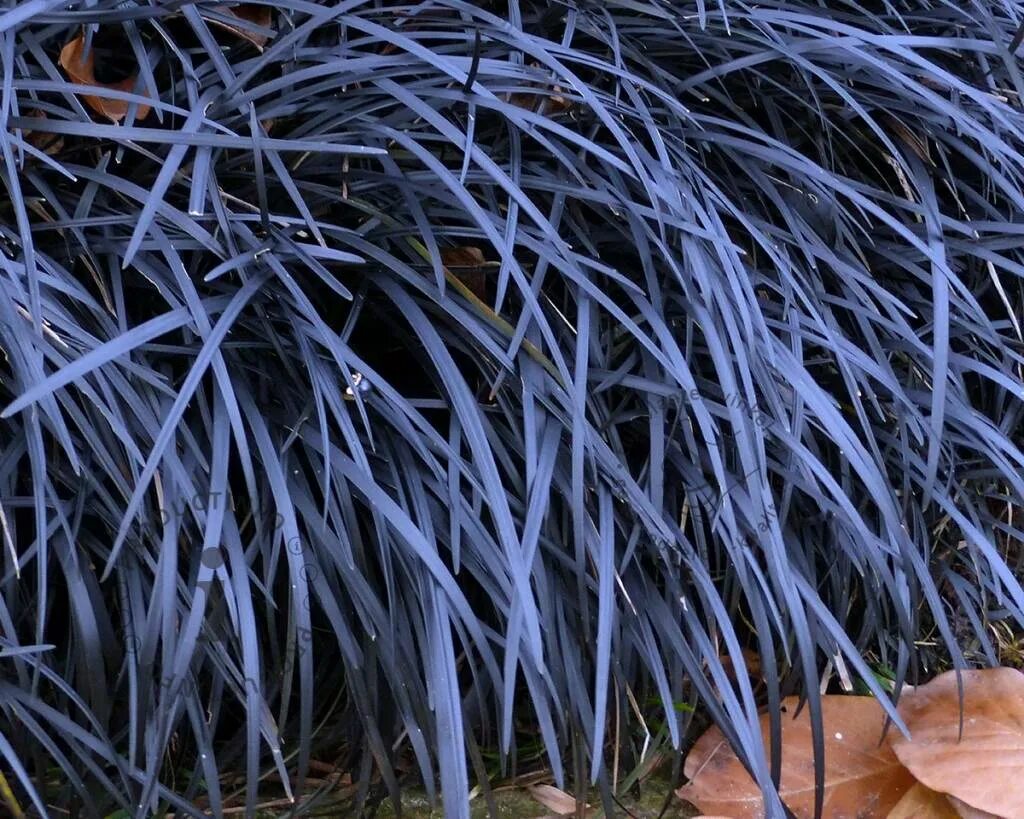 Черная трава текст. Ophiopogon planiscapus. Офиопогон Шингл. Офиопогон нигер. Офиопогон Нигресценс.