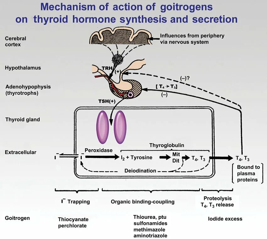 Mechanism of action. Левотироксин механизм действия схема. Thyroid-stimulating Hormone. Thyroid Hormone Synthesis. Левотироксин натрия механизм действия.