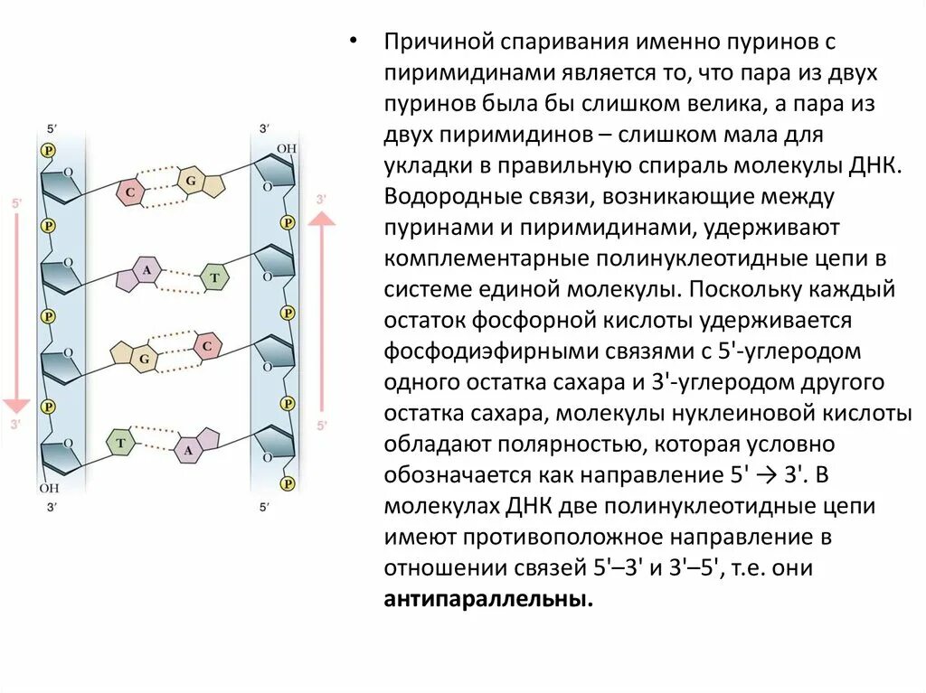 Полинуклеотидная цепь связи. Две полинуклеотидные цепи. Две полинуклеотидные цепи ДНК. Полинуклеотидные цепи в молекуле ДНК удерживаются. В молекуле ДНК две полинуклеотидные нити связаны с помощью.