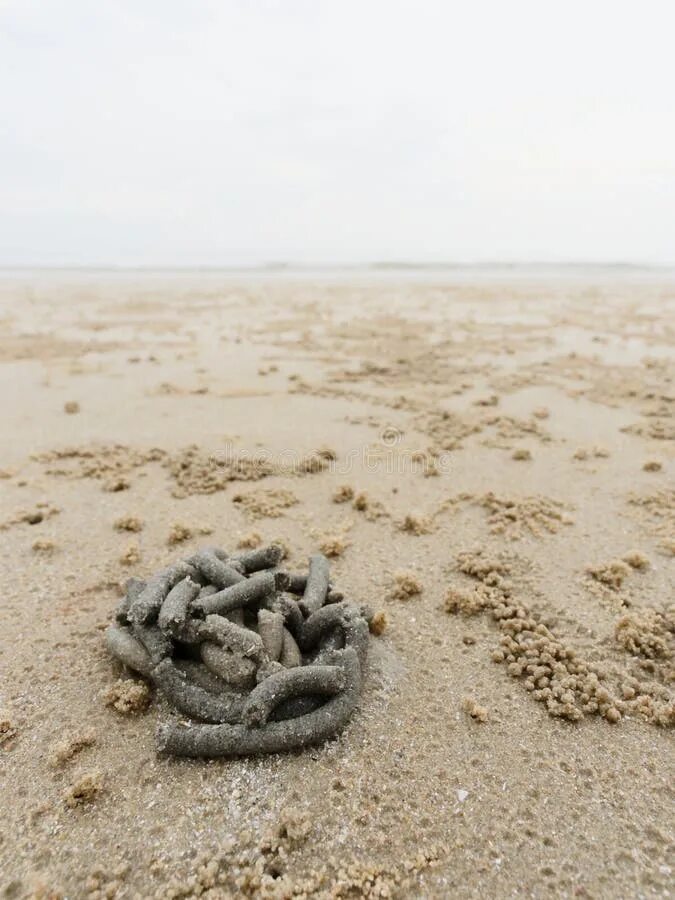 Черви в песке. Песочные черви на пляже. Песочный червь на пляже.