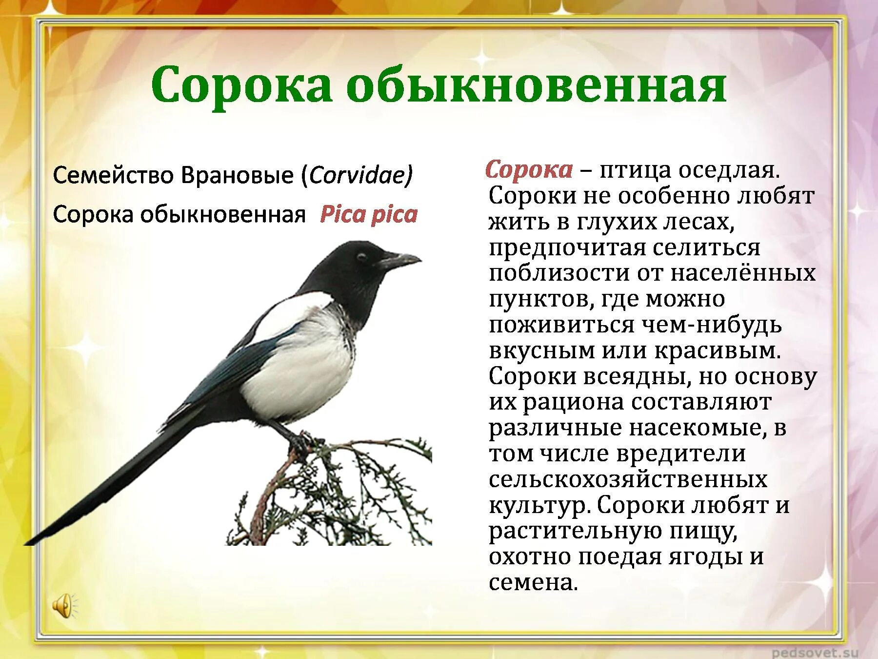 Текст про птиц 5 класс. Сорока краткое описание для детей. Сорока описание птицы для детей. Интересно о Сороке.
