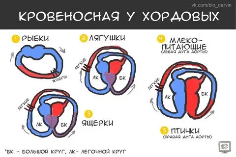 Кровеносная система егэ