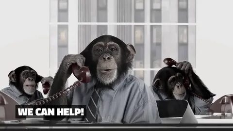 Monkeys partners