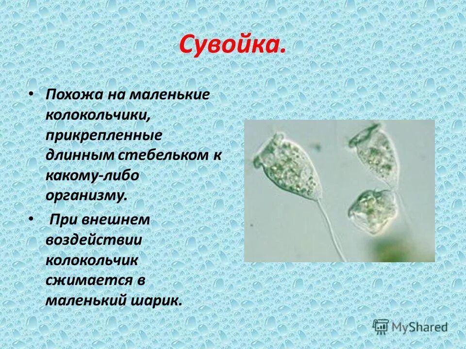 сувойка. сувойки колониальные. сувойка. инфузория сувойка. инфузория vorticella.
