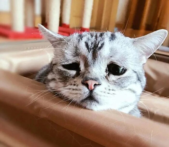 Грусть кошка. Одинокий кот. Любопытный котенок. Скучающий кот. Грусть кошка.