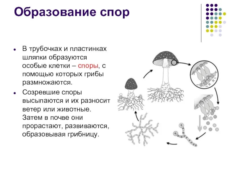 Размножение грибов спорами схема. Размножение шляпочного гриба схема. Размножение шляпочных грибов схема. Размножение грибов грибницей. Вместилище бесполых спор грибов